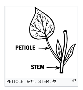 葉柄